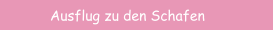 Ausflug zu den Schafen